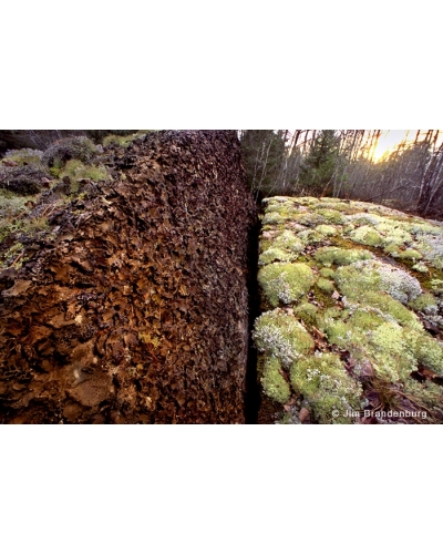 Day56 Lichens