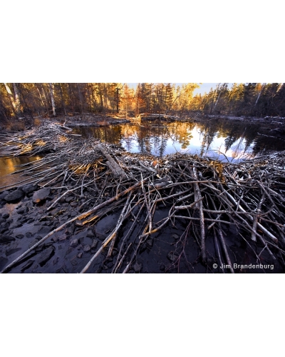 Day58 Abandoned beaver pond