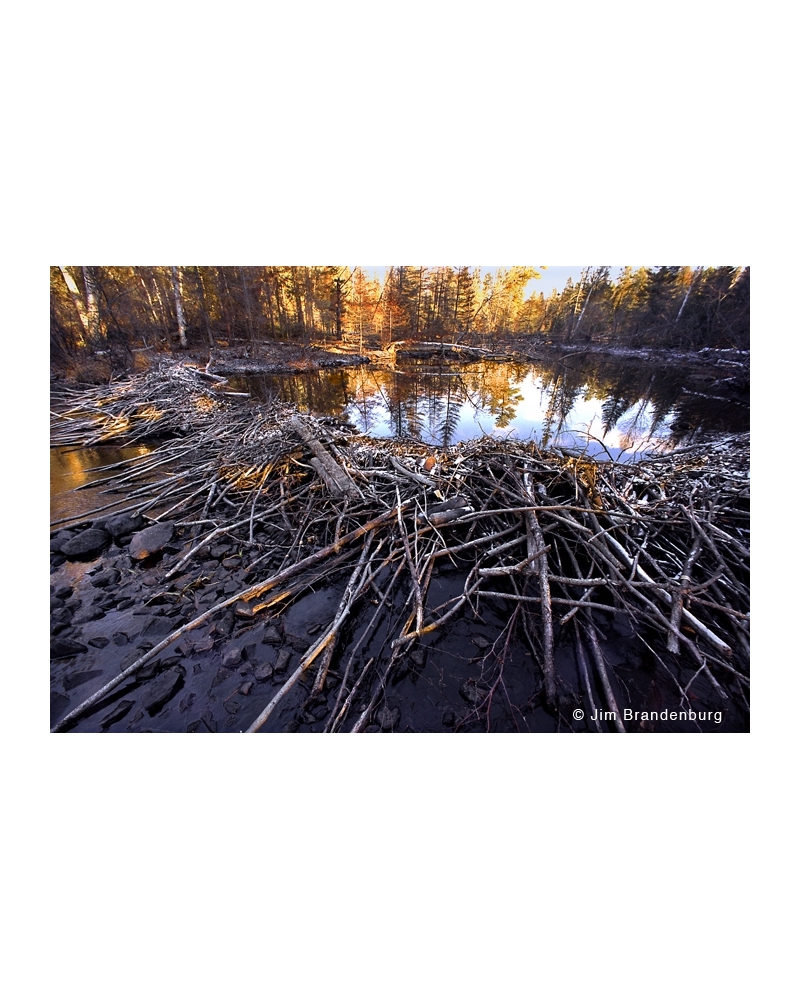 Day58 Abandoned beaver pond