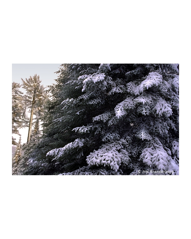 Day60 White spruce in snowfall