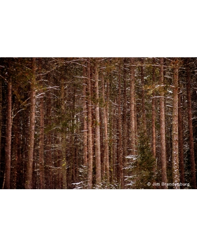 Day79 Norway pine grove