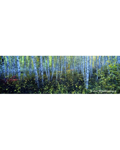 NW545 Blue birch grove