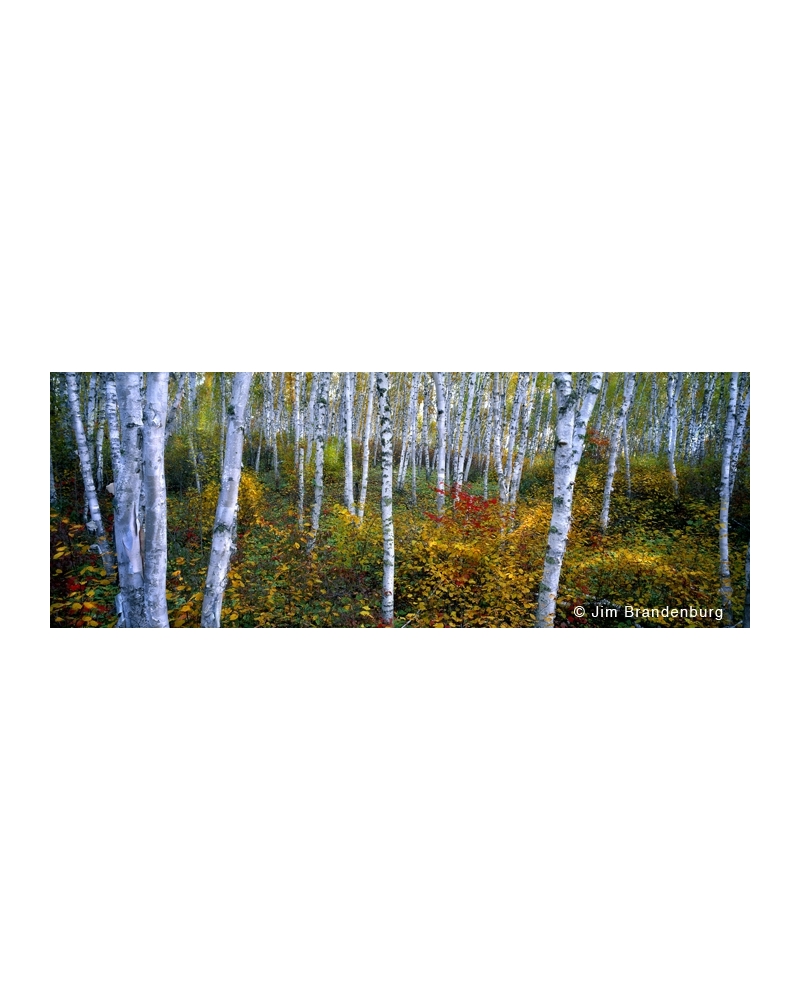 NW568 Birch grove fall