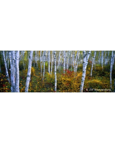 NW568 Birch grove fall
