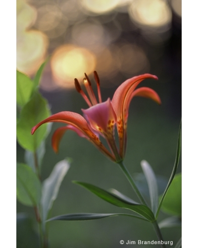 NW573 Wood lily