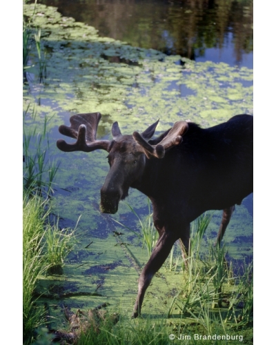 NW600 Bull moose in pond