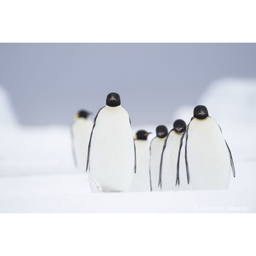 Galerie photo : Antarctique par Vincent Munier
