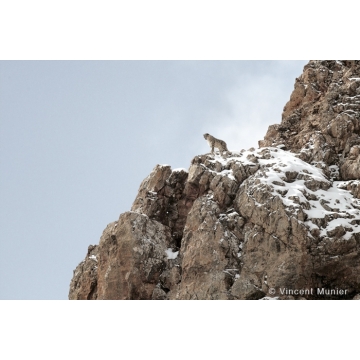 Photo art : Snow leopard by Vincent Munier