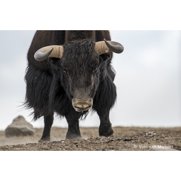 Wild yaks by Vincent Munier