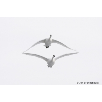 Birds by Jim Brandenburg