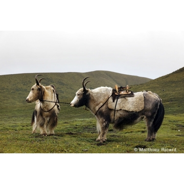 Photo art : animals of the Himalayas by Matthieu Ricard