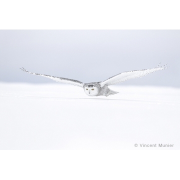 Photo art : Snowy owl by Vincent Munier