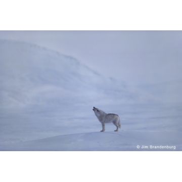 Galerie photo : Loups blancs par Jim Brandenburg